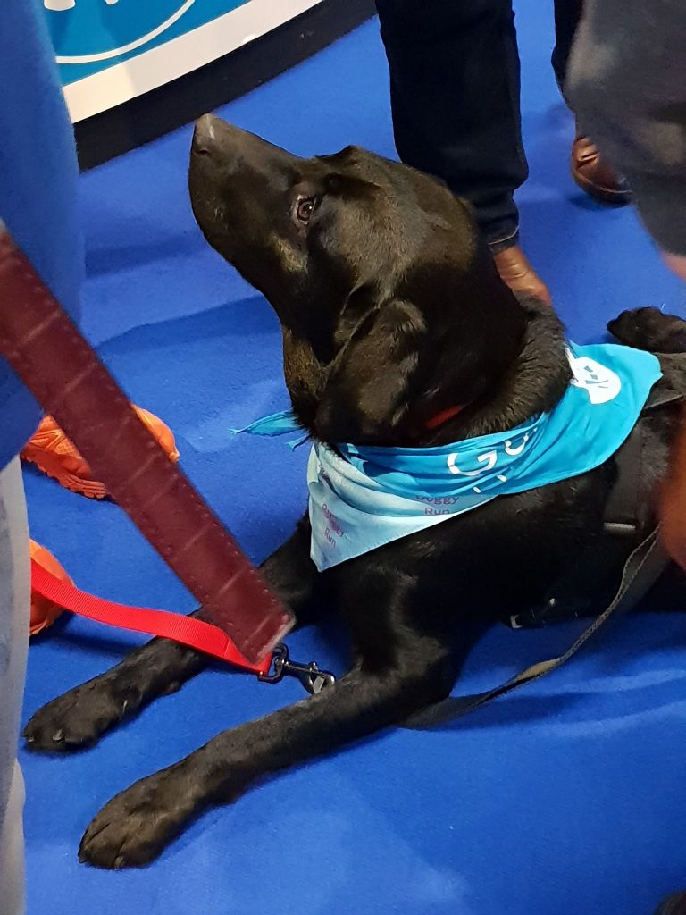 National Running Show Guide Dogs