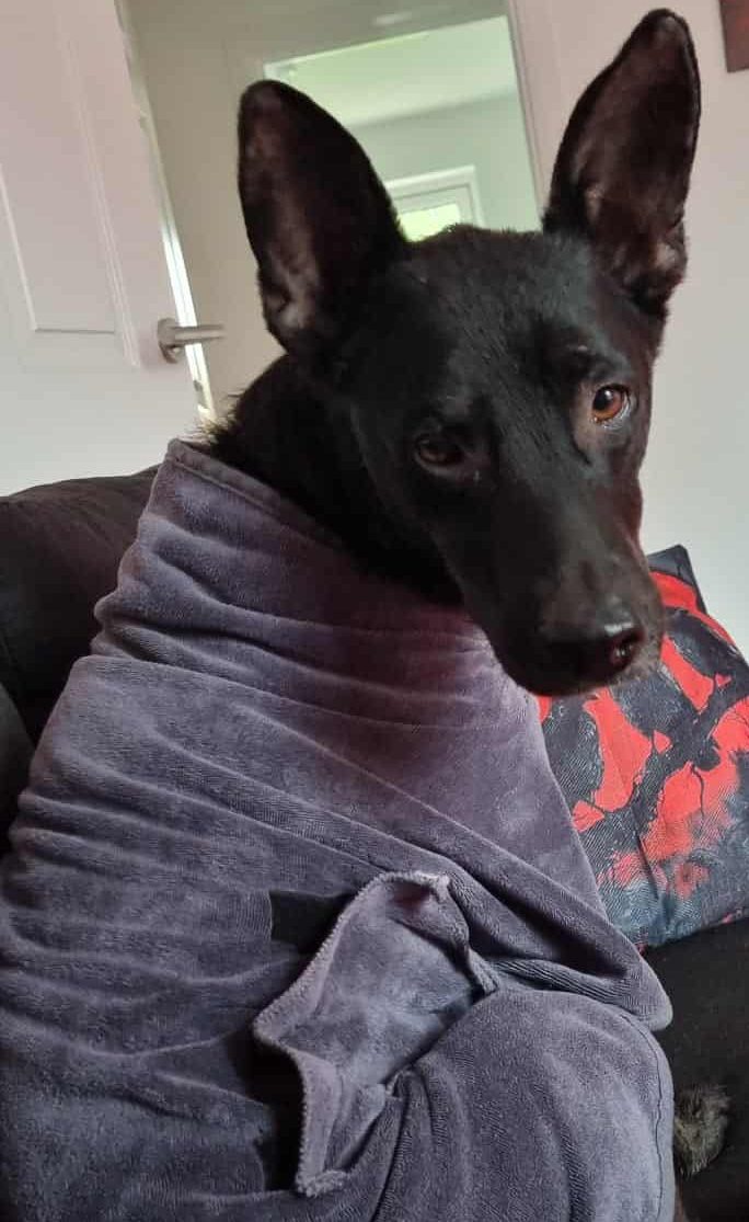 Lupin in his bath robe